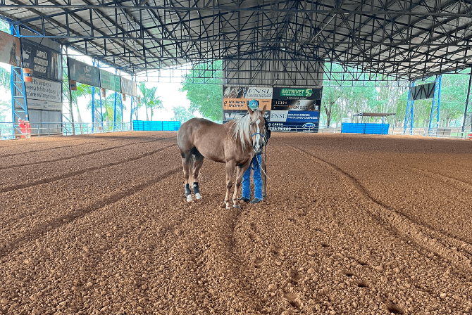 A Importância da Reavaliação dos Animais Atletas Após as Competições