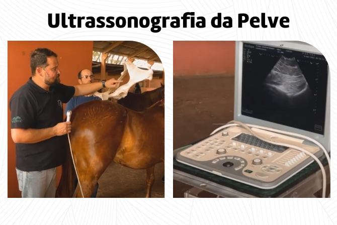 A Importância da Ultrassonografia da Pelve em Equinos Atletas