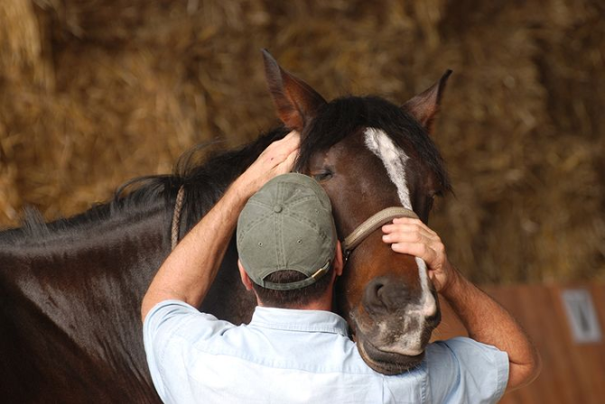 Benefícios da fisioterapia e reabilitação para cavalos atletas.