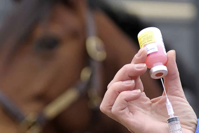A importância da Vacinação para Cavalos Atletas: Proteção e desempenho.