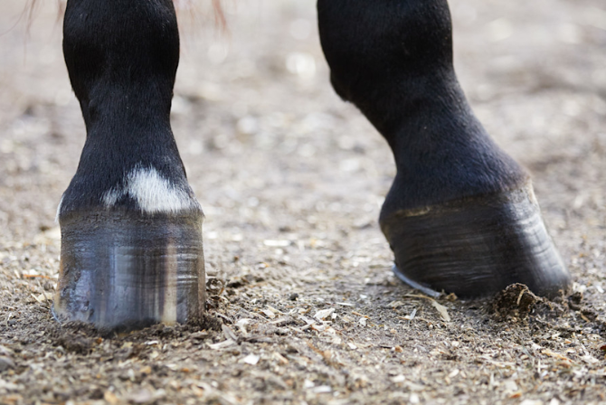 Club Foot em Equinos: Entendendo a Deformidade de Casco.
