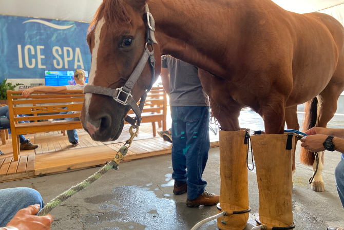 Como a crioterapia pode ajudar na recuperação dos cavalos atletas?