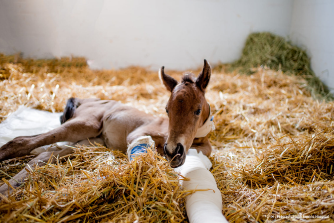 Doenças Ortopédicas do Desenvolvimento.