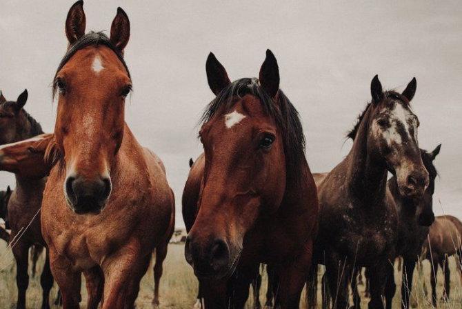 Habronemose Cutânea - Uma doença sazonal.