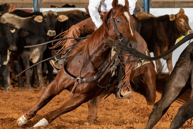 Principais Lesões em Cavalos de Apartação