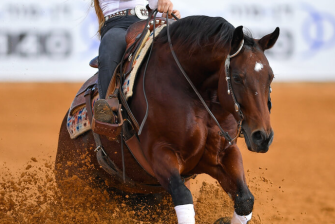 Lesões Mais Comuns em Cavalos de Prova de Rédeas: Protegendo o Atleta Equino