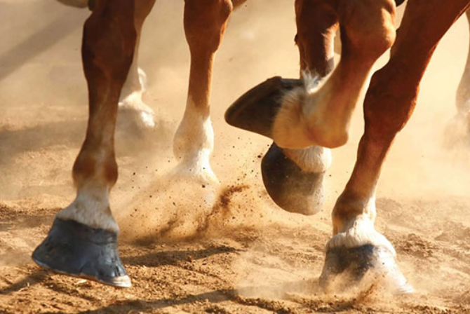 Laminite em Equinos: Entendendo a Doença e Suas Implicações