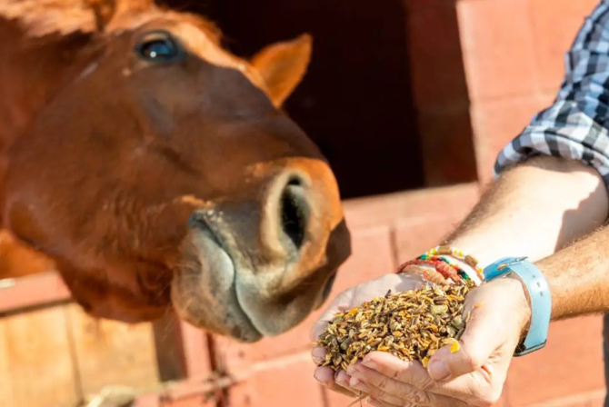 Síndrome Metabólica Equina - Saiba o que é.