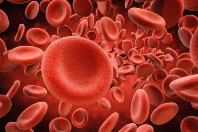 TIPOS DE ANEMIAS MAIS COMUNS EM EQUINOS