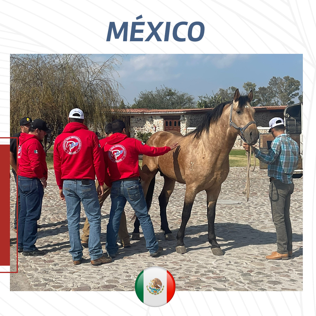 Clínica de Equinos Prianti