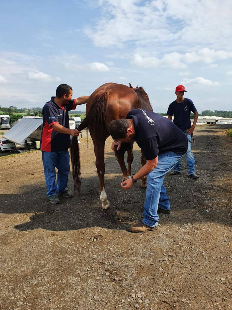 Clínica de Equinos Prianti