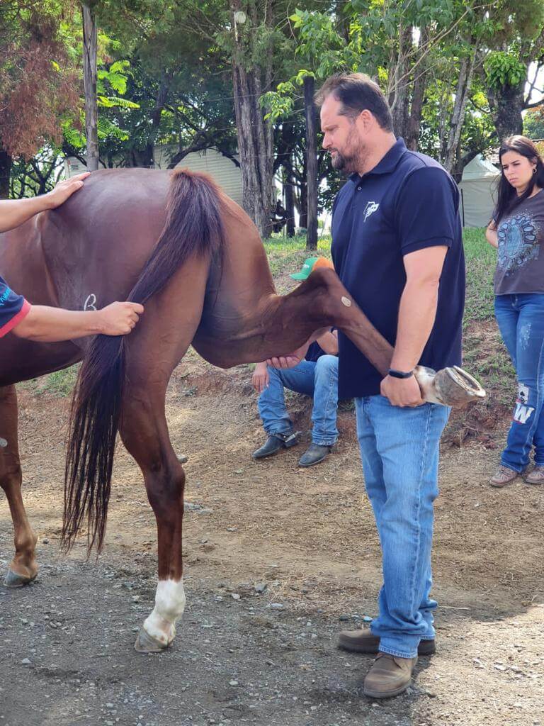 Clínica de Equinos Prianti