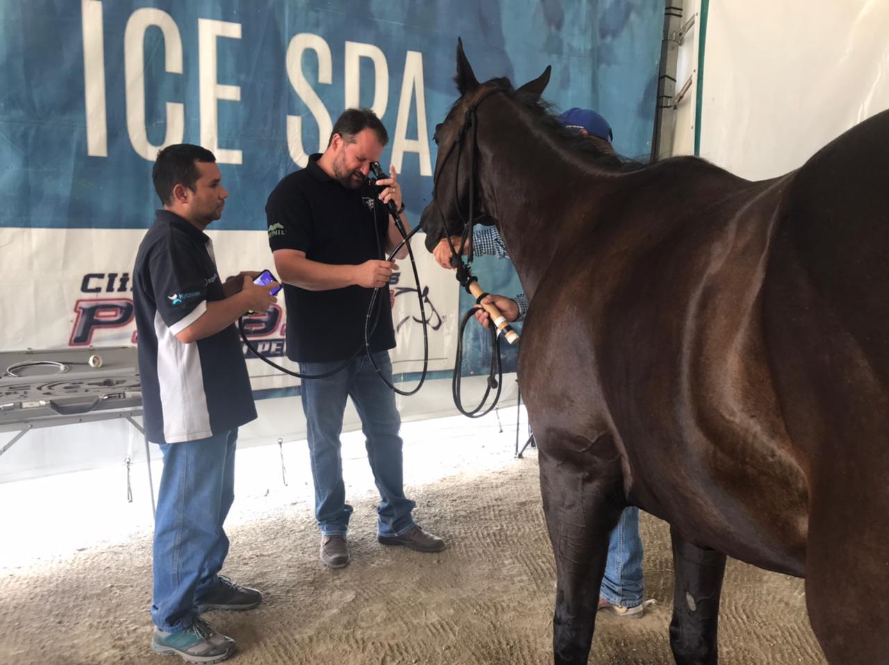 Clínica de Equinos Prianti