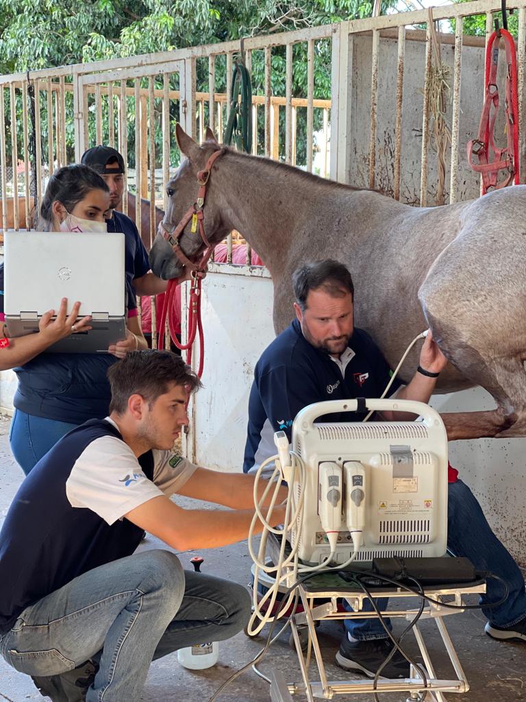 Clínica de Equinos Prianti