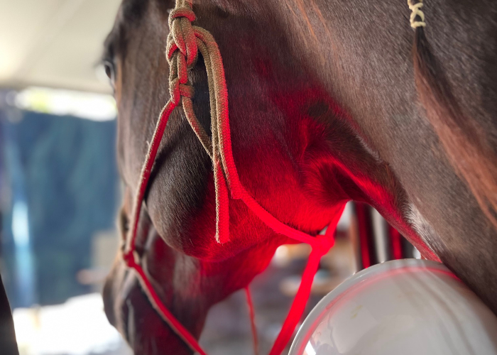 Reabilitação de cavalos atletas